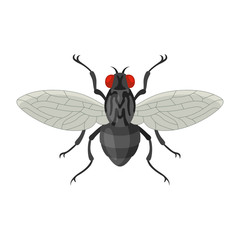 Home fly vector illustration in cartoon style