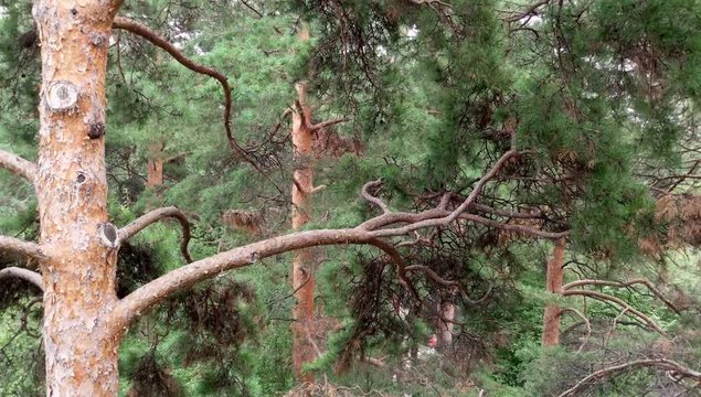 Background of pines moving downwards