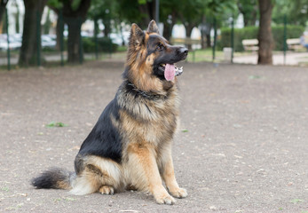 German Shepherd