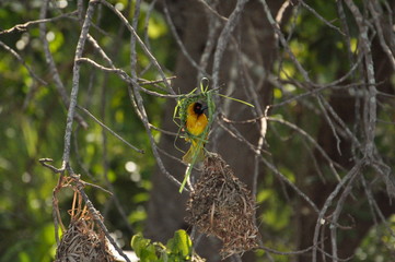 Safari Animals and Wildlife