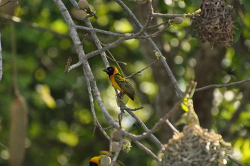 Safari Animals and Wildlife