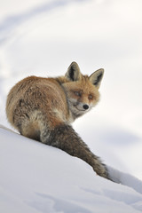 Volpe inverno 6641