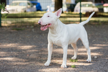 Bull Terrier