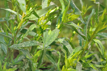 estragon recouvert de rosée dans jardin 