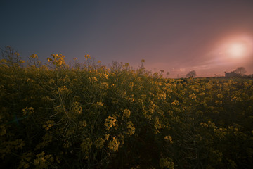 Fototapeta na wymiar Rape flower in a field.