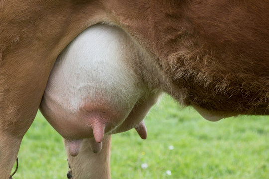 Ein Euter/ Kuh-Detail