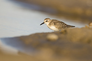 Least Sandpiper in spring