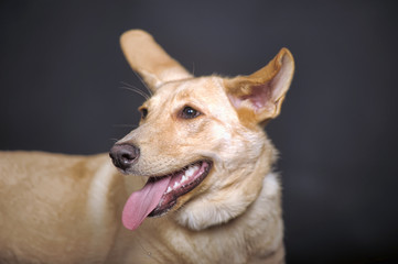Brown young affable dog