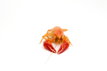molt of orange shrimp or orange crayfish isolated on white background
