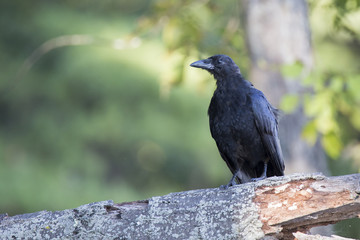 Fototapeta premium American Crow