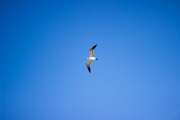 Gull in Flight