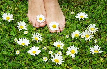 healthy feets, gesunde Füße auf Blumenwiese, barfuß, Margariten, Gänseblümchen, Textraum, copy space