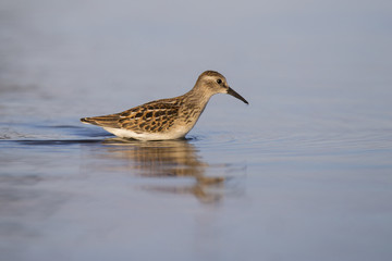 Least Sandpiper 