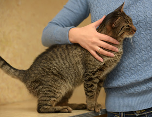 Hand of person stroking head of cute cat.