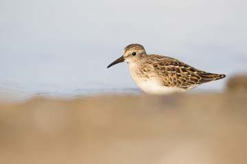 Semipalmated sandpiper in autumn