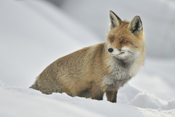 Volpe inverno 6913
