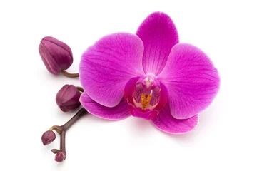 Deurstickers Orchidee Roze orchidee op de witte achtergrond.