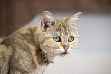 猫（マンチカン）