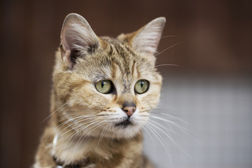 猫（マンチカン）