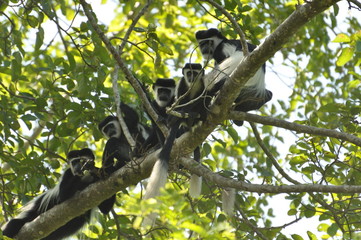 Safari Animals and Wildlife