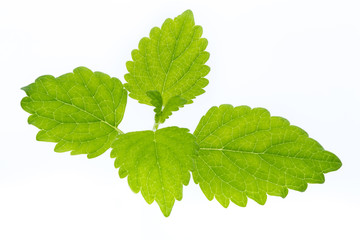 Fresh mint leaves isolated on white background. © gitusik