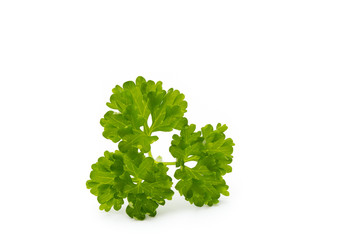Obraz premium Fresh parsley herb leaves isolated on white background.