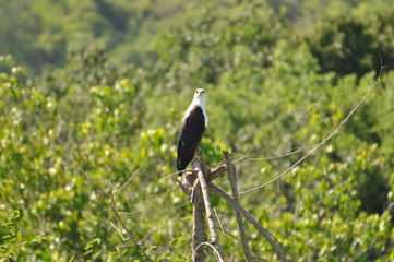 Safari Animals and Wildlife