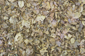 Leaves pattern