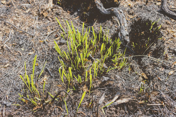 Obraz premium Fresh grass growing on burnt ground