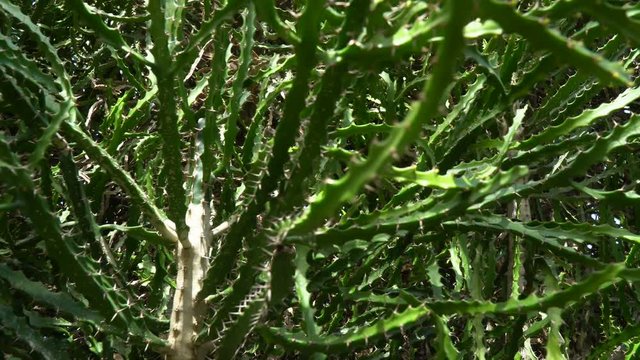 Cactus that looks like a tree