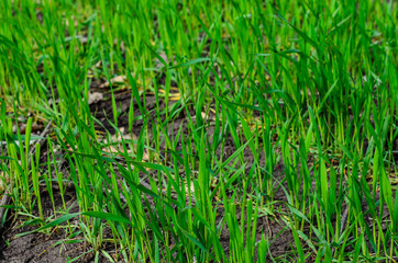 Rows of young wheat on spring