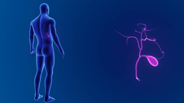 Gallbladder zoom with body