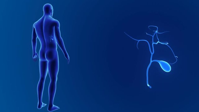 Gallbladder zoom with body