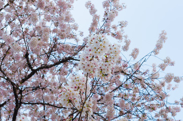 Beautiful cherry blossom sakura in spring time over blue sky.
