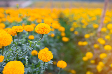 Marigold Yellow flower field in Thailand