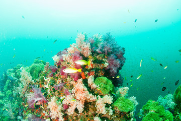 Wonderful and beautiful underwater world with corals, fish and sunlight