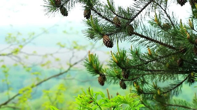 Pine trees branch in the forest with cones.