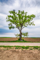 Obraz premium Lonely tree on a field
