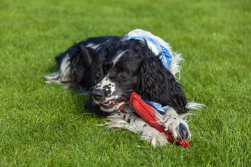 Fototapeta premium blackly white Cocker Spaniel