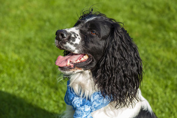 blackly white Cocker Spaniel