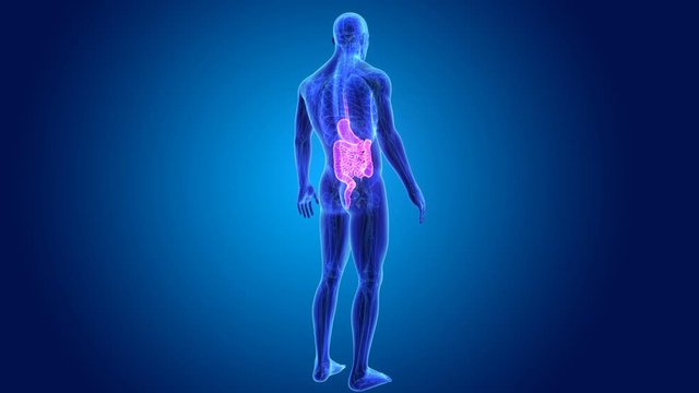 Stomach and Intestine with anatomy