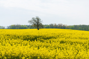 Obraz premium Rapsfeld mit Baum