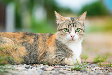 tree color cat in the garden