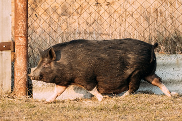 Household Black Pig Running In Farm Yard. Pig Farming Is Raising