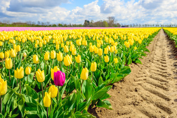 Deviant red tulip on the edge of a flowerbed with yellow tulips