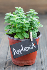 Fresh mint plant growing in a pot on wooden table, apple mint, vertical