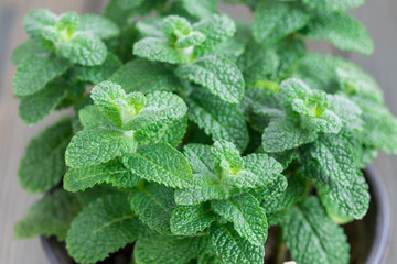 Apple mint growing in a pot, horizontal, close up