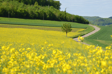 Kirschbaum im Rapsfeld