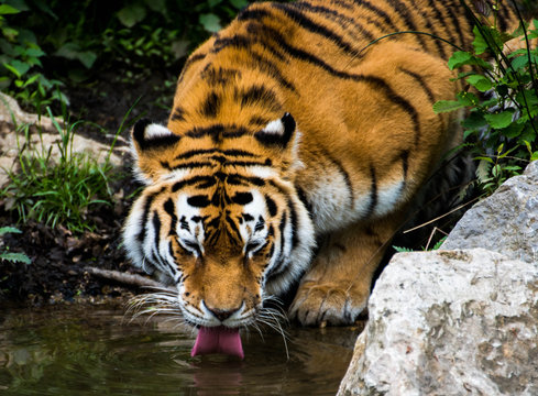 Siberian tiger drinking water out of a pond in Ljubljana zoo - Slovenia