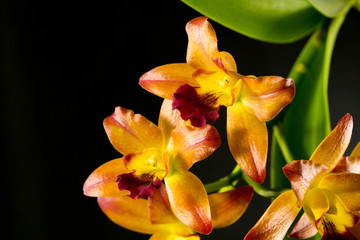 Streaked orchid flowers. Beautiful orchid flowers on black background